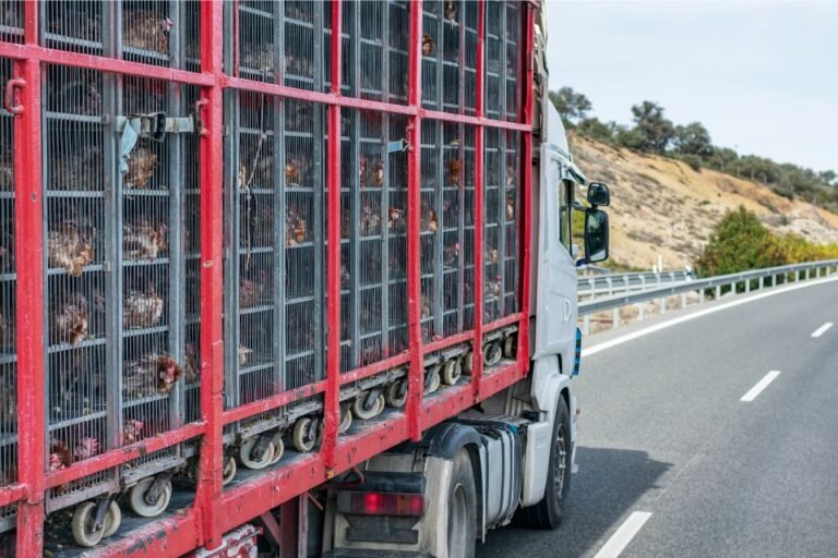 camion carico di animali in viaggio