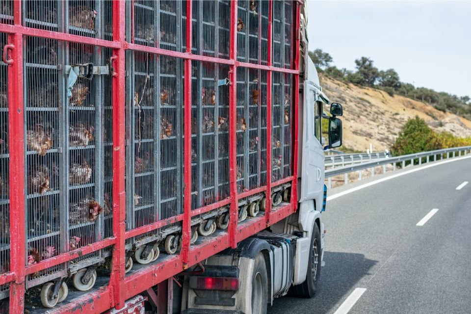 Come funziona il trasporto di animali vivi con i camion