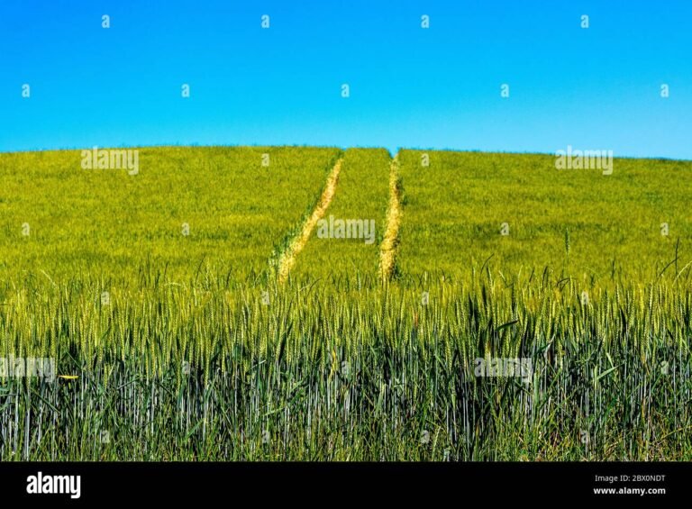 campo di grano sano sotto il sole