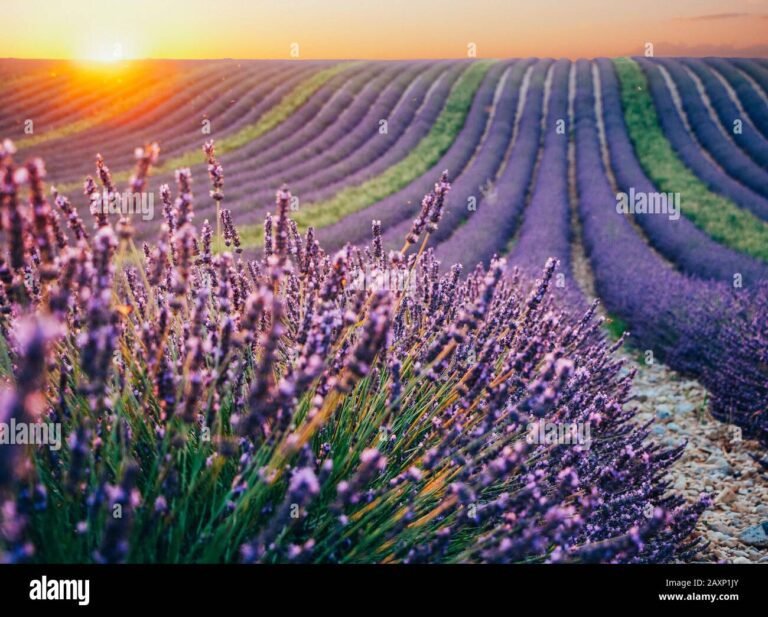 Dove trovare i più belli campi di lavanda in Francia 11 campo di lavanda in fiore al tramonto
