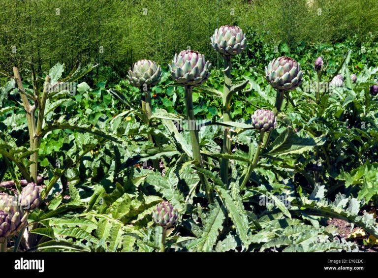carciofi verdi in un giardino soleggiato