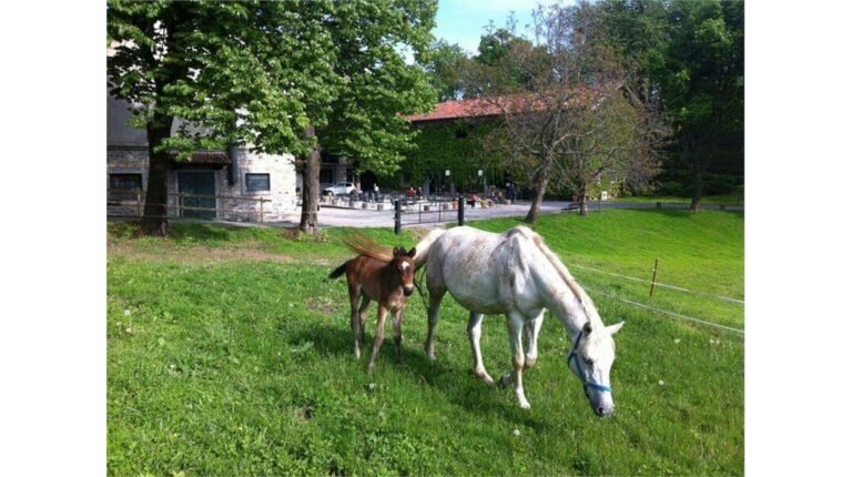 cavalli al pascolo in un agriturismo lombardo