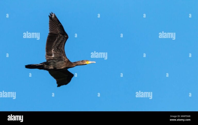 Perché il cormorano è considerato un simbolo nelle isole italiane 22 cormorano in volo su unisola italiana