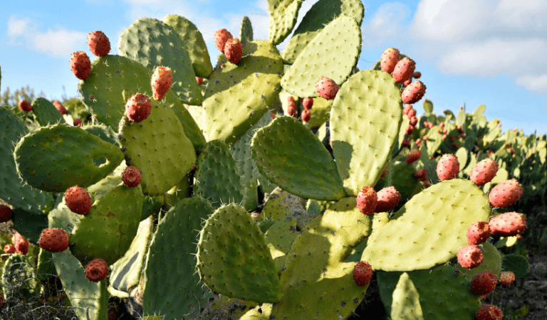 fichi dindia in un giardino soleggiato
