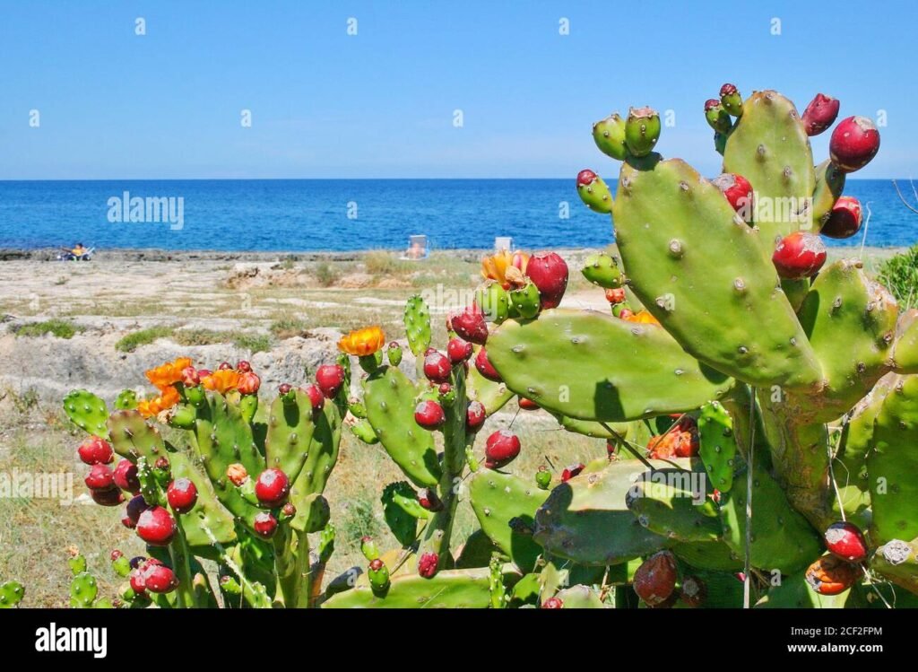 fico dindia su sfondo marino siciliano