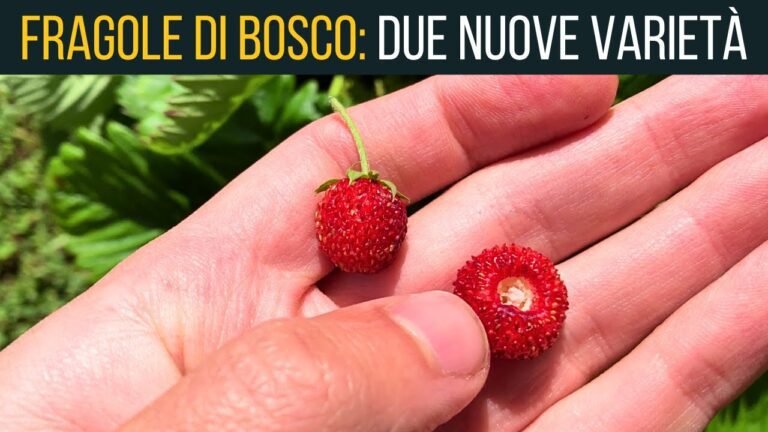 fragolina di bosco su un letto di terra