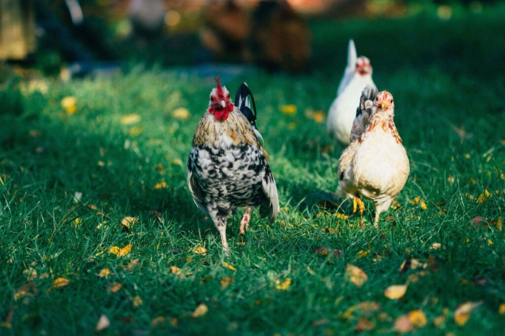 Cosa Mangia la Gallina e Come Influisce sulla Sua Salute