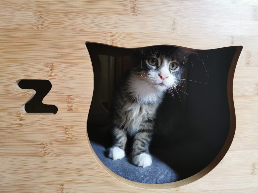 gattino in un rifugio accogliente a milano