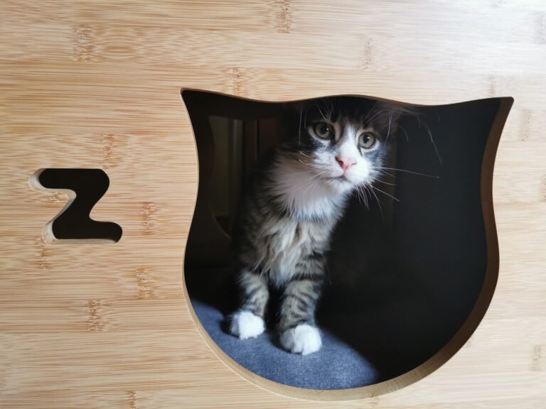 gattino in un rifugio accogliente a milano