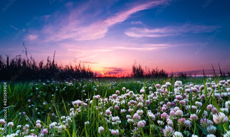 giardino fiorito al tramonto