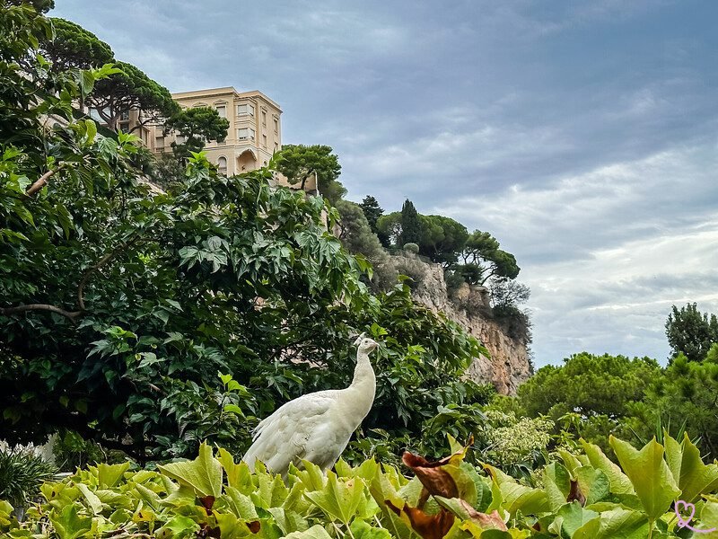 Quali sono le caratteristiche del giardino fra gli ulivi