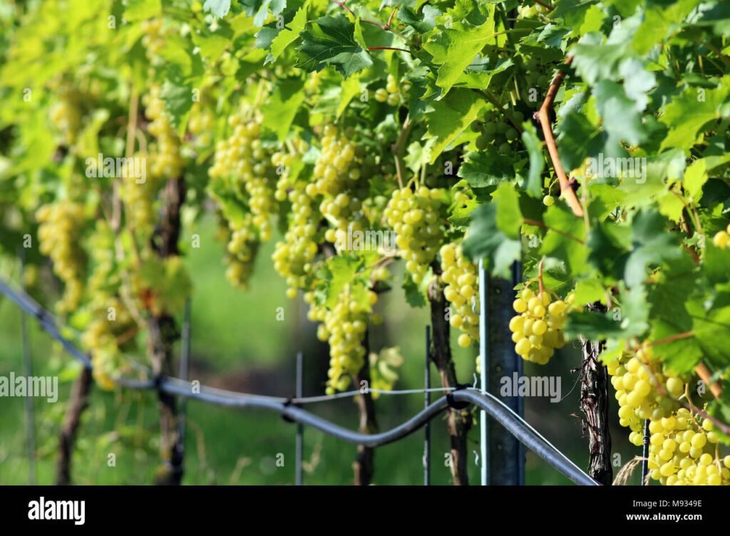 Cosa è il grappolo d'oro e come si celebra il primo giorno 6 Cosa è il grappolo d’oro e come si celebra il primo giorno