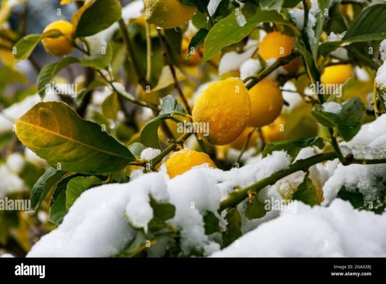 Cosa È L'Acido Citrico E Quali Sono I Suoi Usi Principali 42 limoni freschi con gocce dacqua