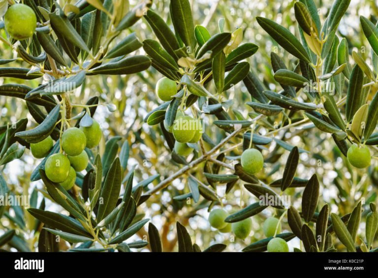 olive verdi su sfondo di oliveto italiano