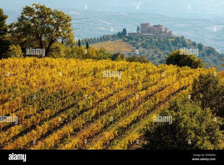 panorama toscano con colline e vigneti