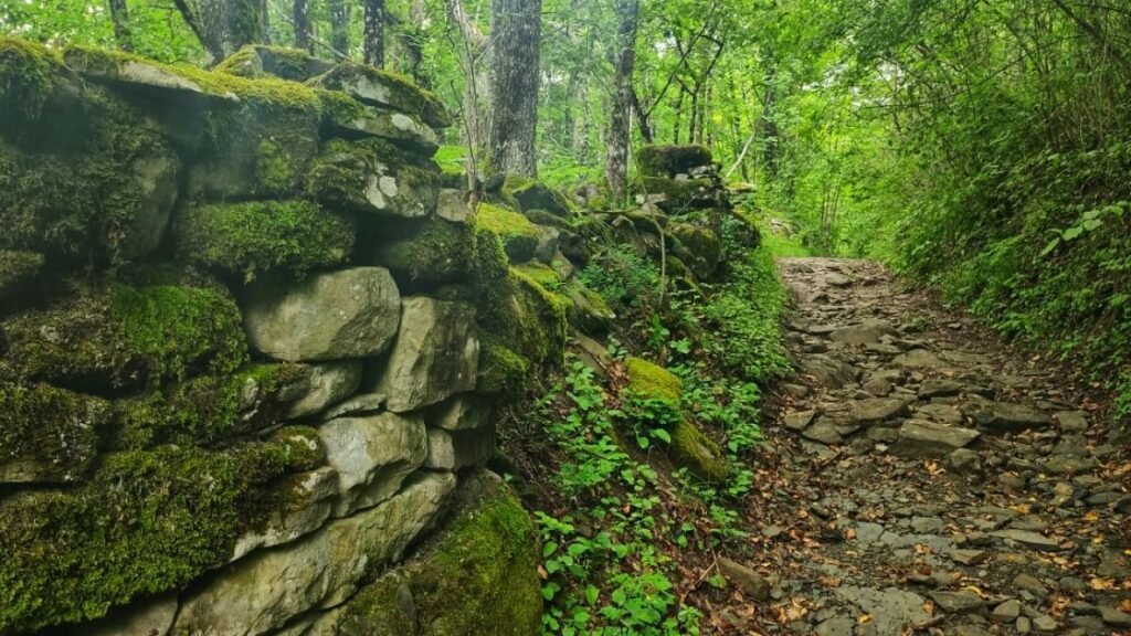 Quali sono le attrazioni del Bosco WWF di Vanzago da scoprire