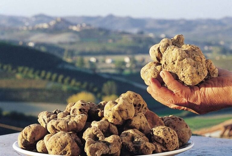 tartufo bianco in un contesto naturale