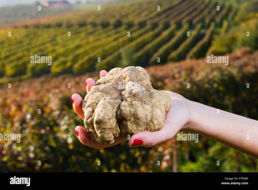 Quanto costa realmente il tartufo bianco e dove trovarlo