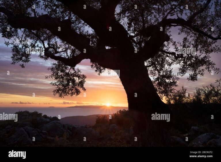Quanto costa attualmente l'olio al litro in Italia 10 un campo di olivi al tramonto