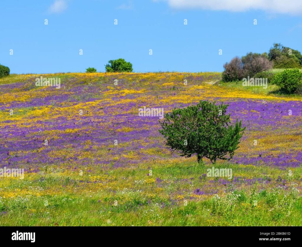 un campo fiorito con vista panoramica