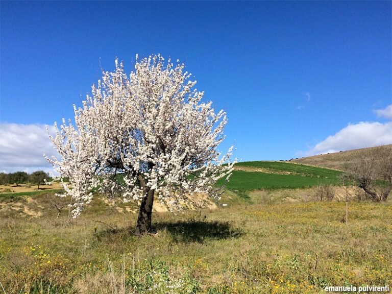 un campo fiorito di mandorli in primavera