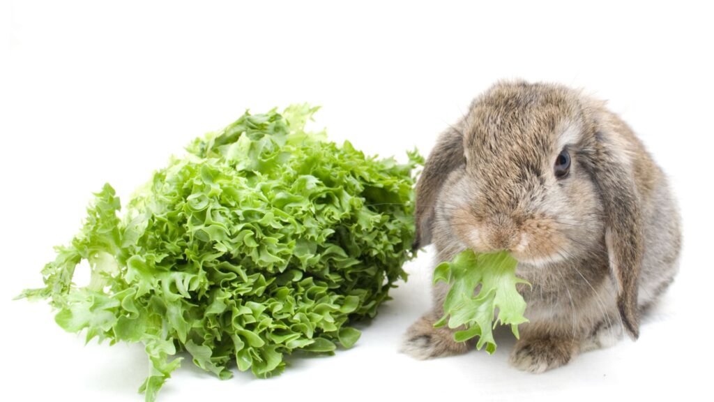 un coniglio che mangia verdure fresche