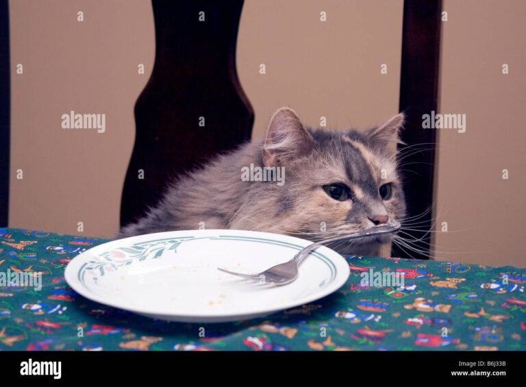 un gatto curioso su un tavolo da cucina