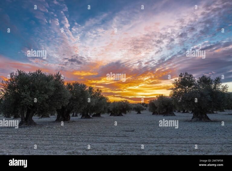 un paesaggio di ulivi al tramonto
