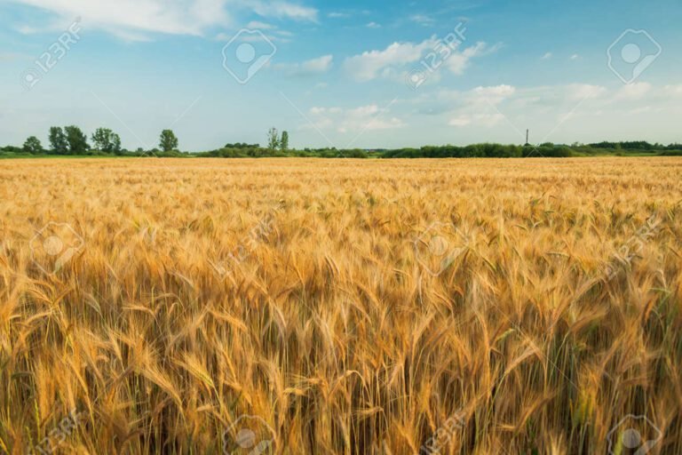 un paesaggio rurale con campi dorati