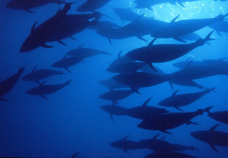 un tonno parodi nuota in acque blu