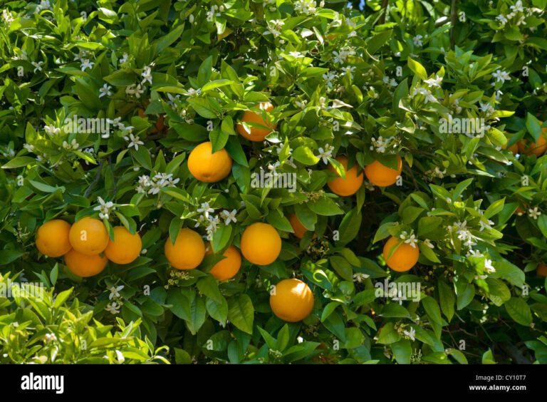 unarancia splendente su sfondo verde