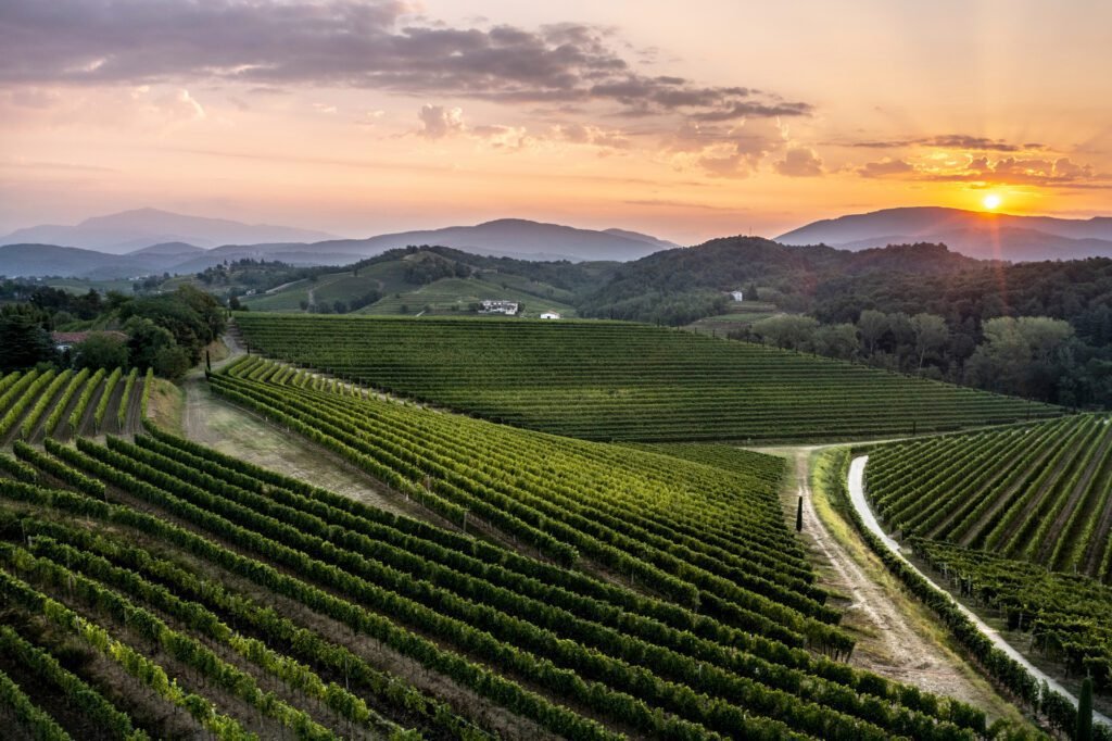 Quali sono le caratteristiche del vino Ribolla Gialla Ca’ Floris