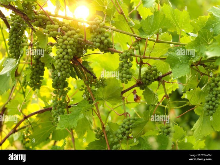vigna soleggiata con grappoli duva