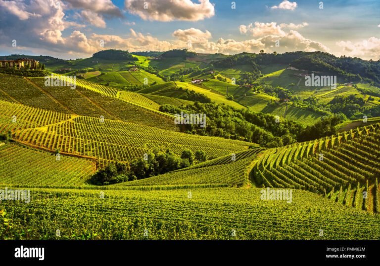 Perché la voglia di vino ad Alba è così irresistibile 33 vigne di alba al tramonto