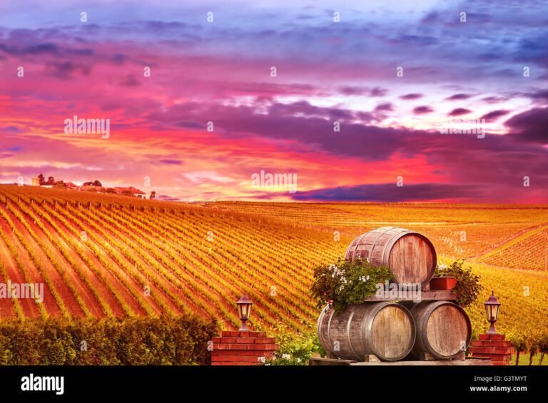 vigneti al tramonto con cantina sullo sfondo