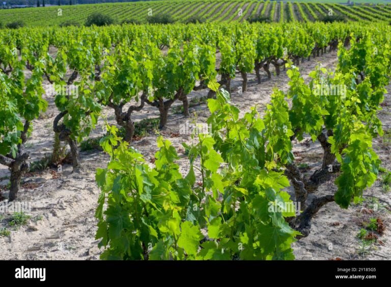 vigneto rigoglioso con uva da tavola
